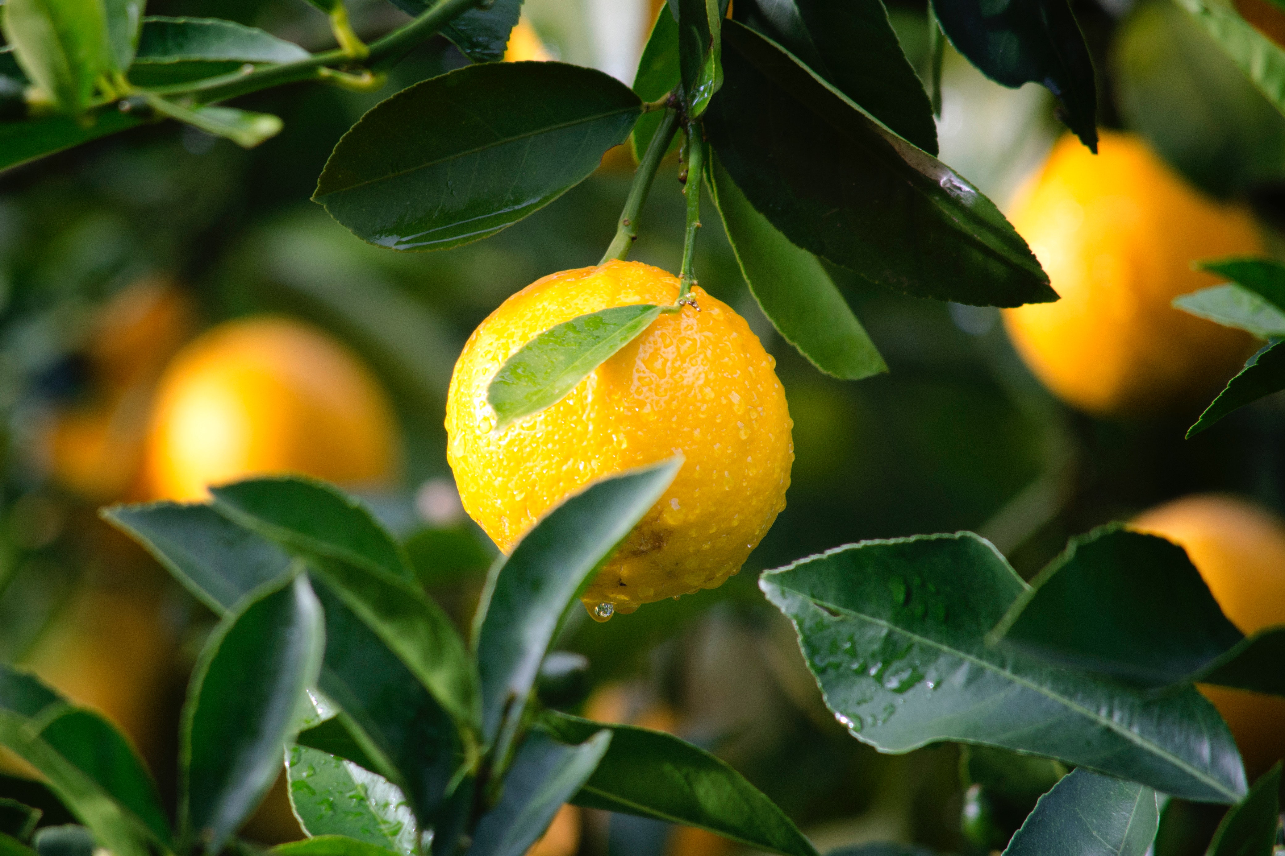 citrus-close-up-crop-129574
